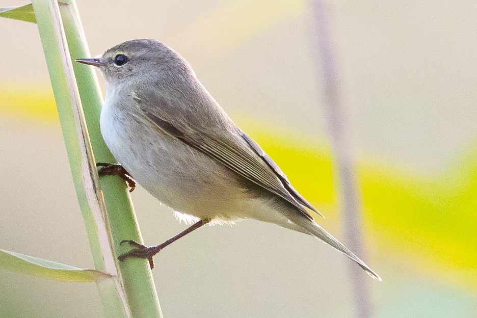 Eastern Bonelli's Warbler